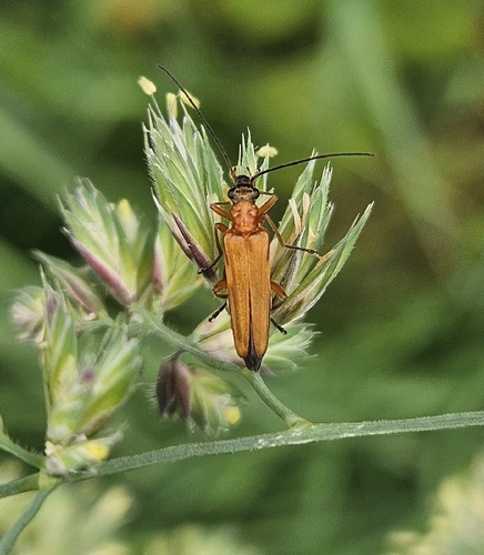 Oedemera podagrariae