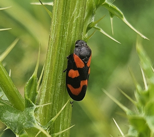 Common Froghopper
