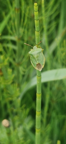 Green Shield Bug
