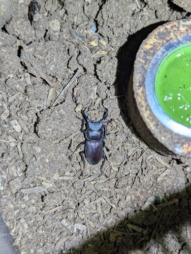 Dorcus rectus rectus