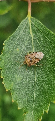 Parent Bug