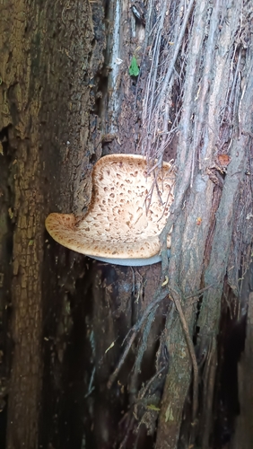 Dryad's Saddle