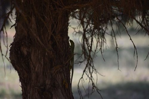 Ocellated Lizard
