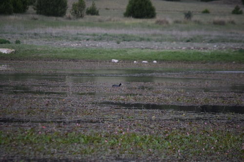 Eurasian Coot