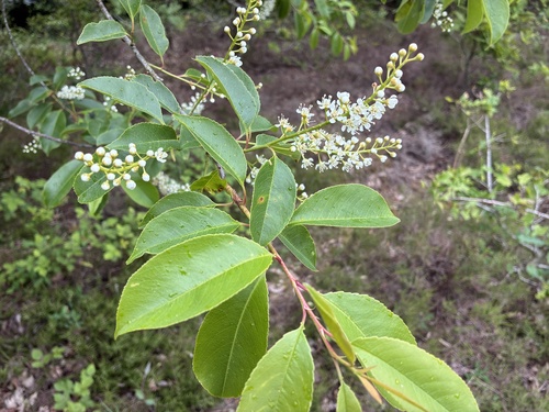 black cherry
