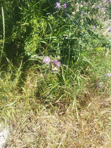Old World Swallowtail