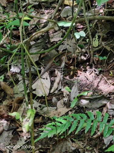 Delicate Ameiva