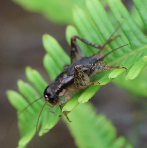 Velarifictorus ornatus
