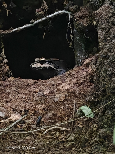 Savage's Thin-toed Frog