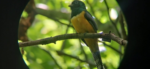 Graceful Black-throated Trogon