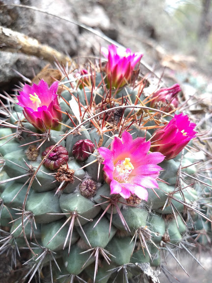 Mammillaria sonorensis  iNaturalist