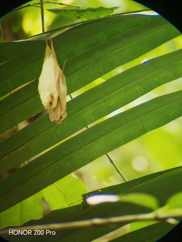 Northern Ghost Bat