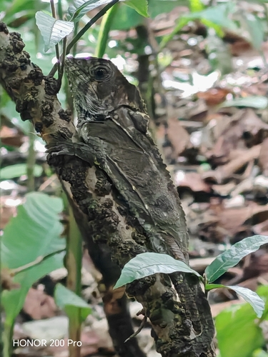 Helmeted Iguana