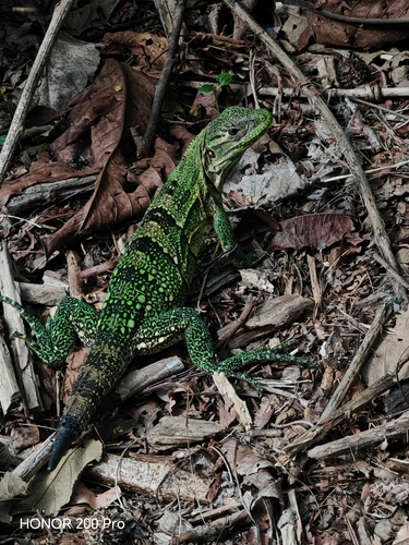 Black Spiny-tailed Iguana