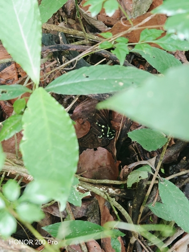 Green-and-black Poison Dart Frog