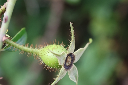 Three-leaved Rose