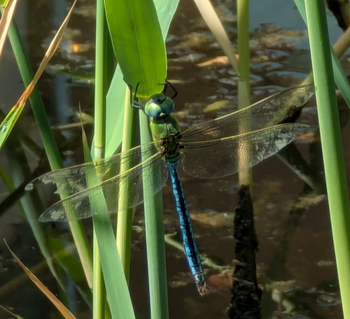 Blue Emperor