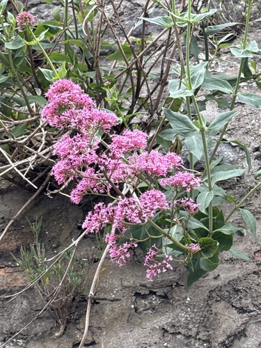 Red Valerian