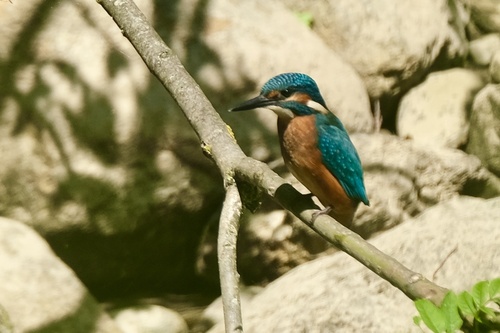 Common Kingfisher