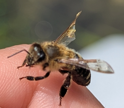 Western Honey Bee