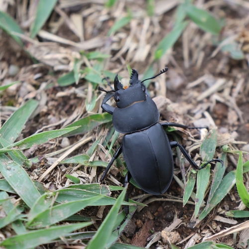 Neolucanus sinicus