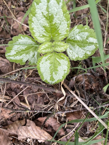 yellow archangel