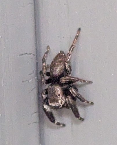 Evarcha arcuata