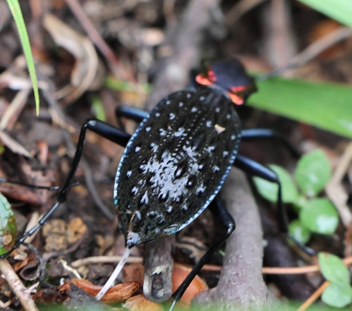 Carabus ignimitella