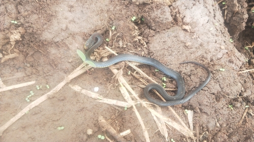 Forest Marsh Snake