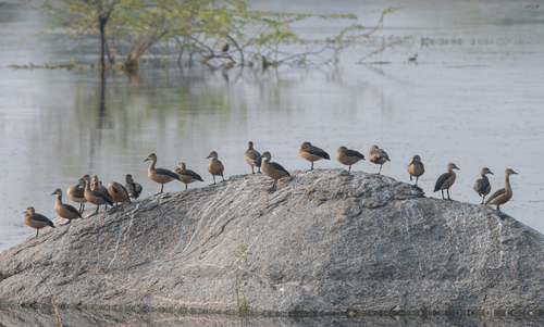 Lesser Whistling-Duck