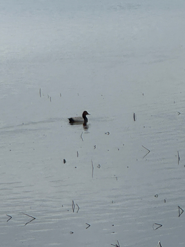 Common Pochard