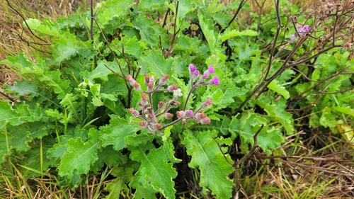 Purple Ragwort
