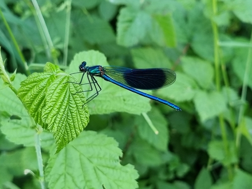 Banded Demoiselle