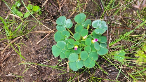Purple woodsorrel