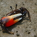 Dussumier's Fiddler Crab - Photo (c) 張凱 Kai Chang, all rights reserved, uploaded by 張凱 Kai Chang