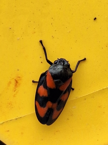 Common Froghopper