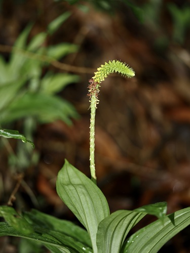 Common Snout Orchid