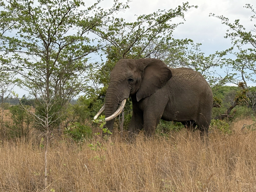 African Savanna Elephant