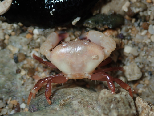 Pseudozius caystrus