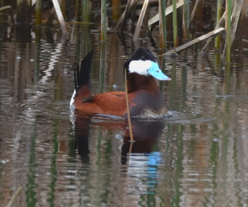 Ruddy Duck