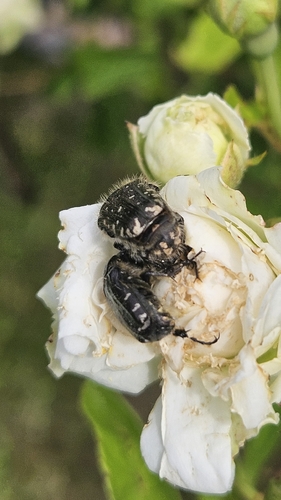 Mediterranean Spotted Chafer