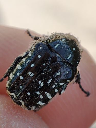 Mediterranean Spotted Chafer