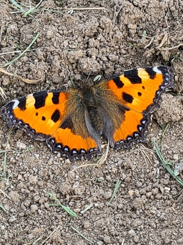 Small Tortoiseshell