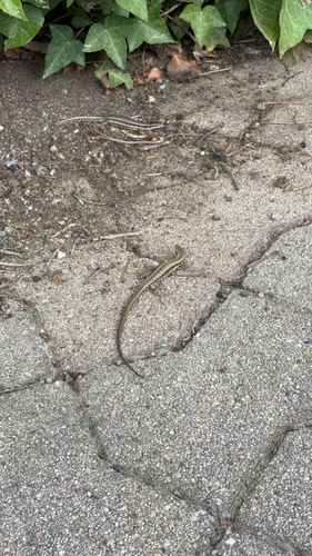 Common Wall Lizard