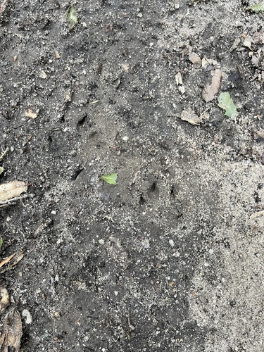 iNaturalist observation photo of Coyote