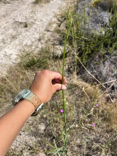 iNaturalist observation photo of Plants