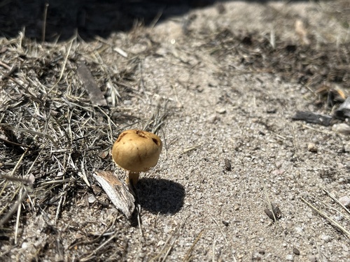 iNaturalist observation photo of Common Fieldcap