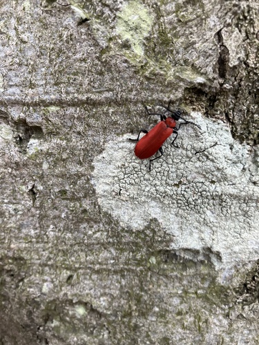 Black-headed Cardinal Beetle