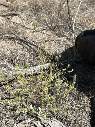 iNaturalist observation photo of Tejon cryptantha