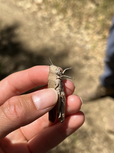 iNaturalist observation photo of California Orange-winged Grasshopper